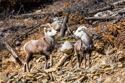 Ram and ewe Stone's Sheep or Dall's Sheep in the Yukon Territory of Canada.