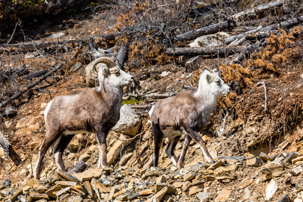 Obraz premium Stone Sheep couple of the Yukon Territory in Canada stand near the Cassiar Highway and Alaska Highway junction