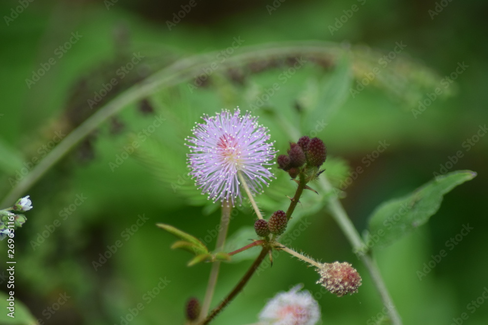 pink flower pink flower