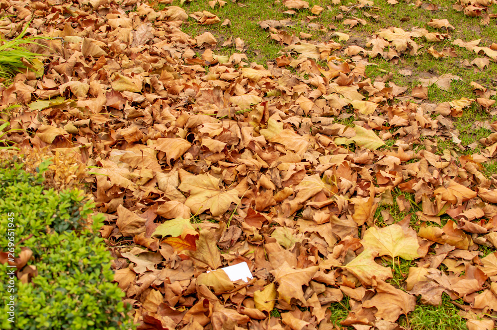 Mapple leaves on the ground with grass