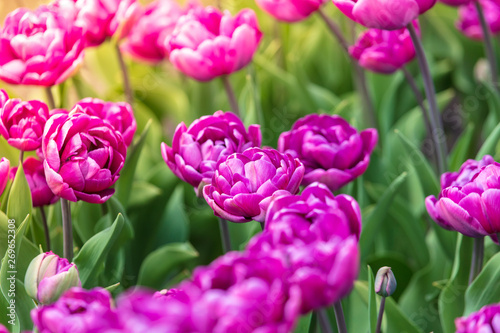 Decorative roses grow in the soil in nature