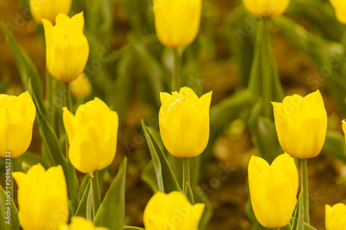 Yellow roses grow in the ground in nature