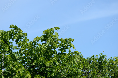 Crowns of trees against a blue sky on a clear day