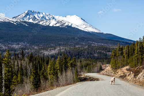 Stone Sheep ewe licking salt from the Cassiar Highway paved road. photo
