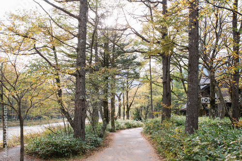 Pathway in forest with sunrise at Kamikochi National Park in the Northern Japan Alps of Nagano, Japan. 