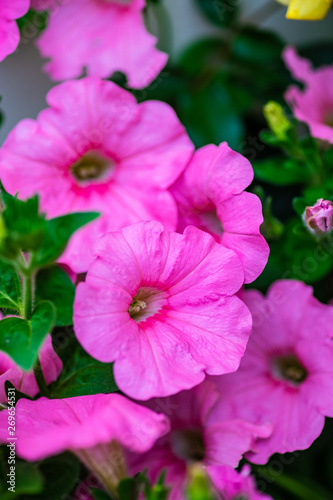 Flowerbed of pink petunia flowers