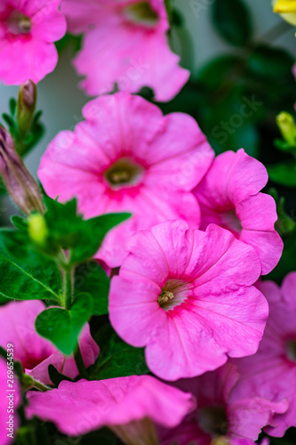 Flowerbed of pink petunia flowers