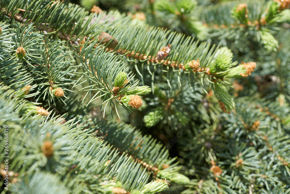 A growing needles on pine tree.
