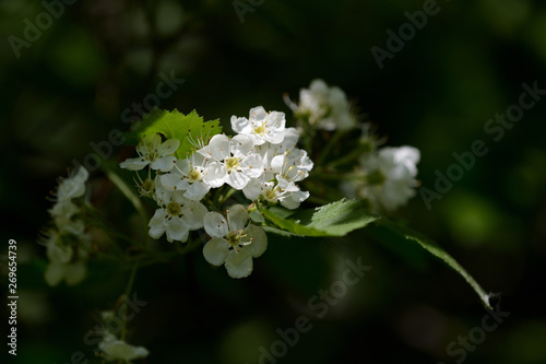 Blooming hawthorn in the forest on a sunny day close up