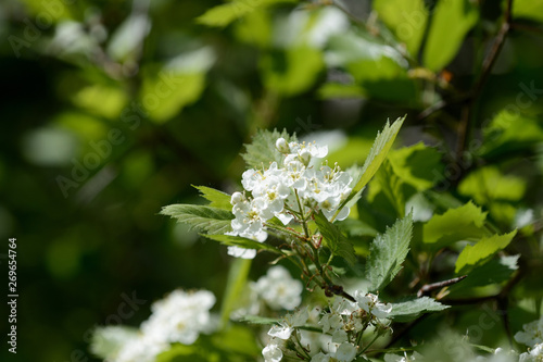 Blooming hawthorn in the forest on a sunny day close up