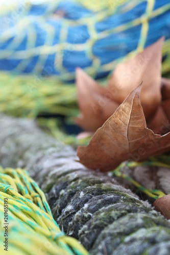 Brown leave captured in a fisher's net