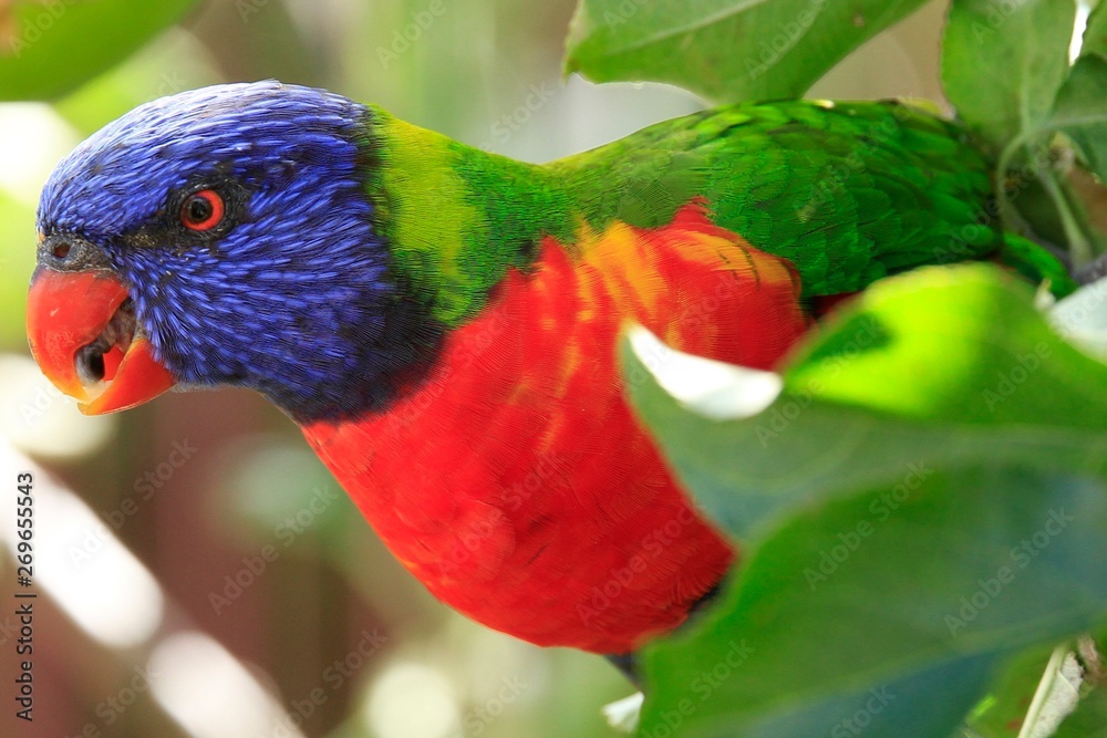 Naklejka premium The Rosella Apple thief