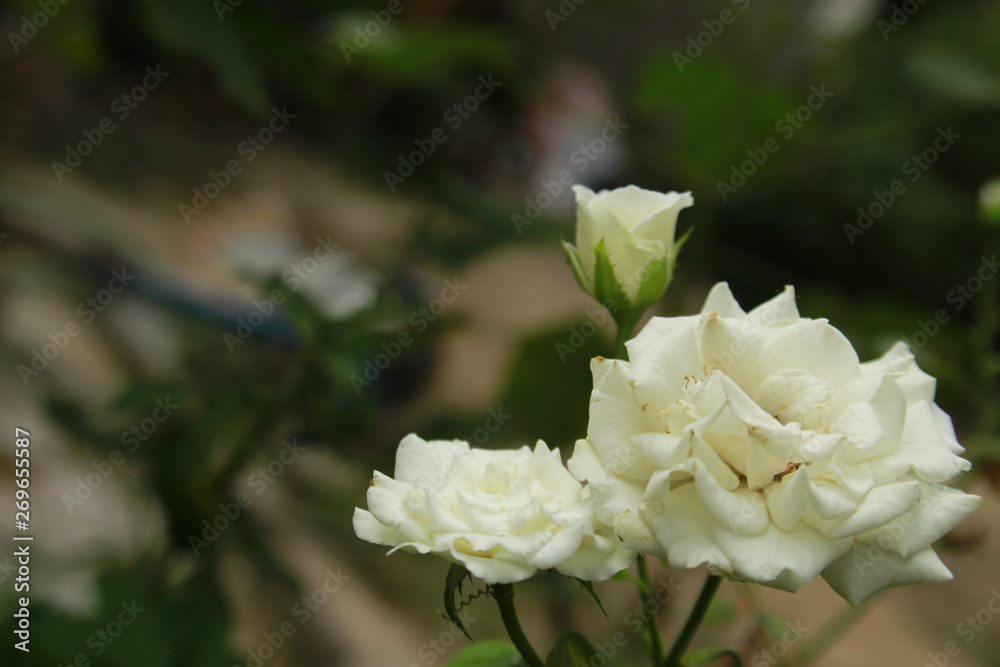 Delicate white rose flower in garden.Defocused blurr background with copy space for text or word. Delicate white rose flower in garden.Defocused blurr background with copy space for text or word.