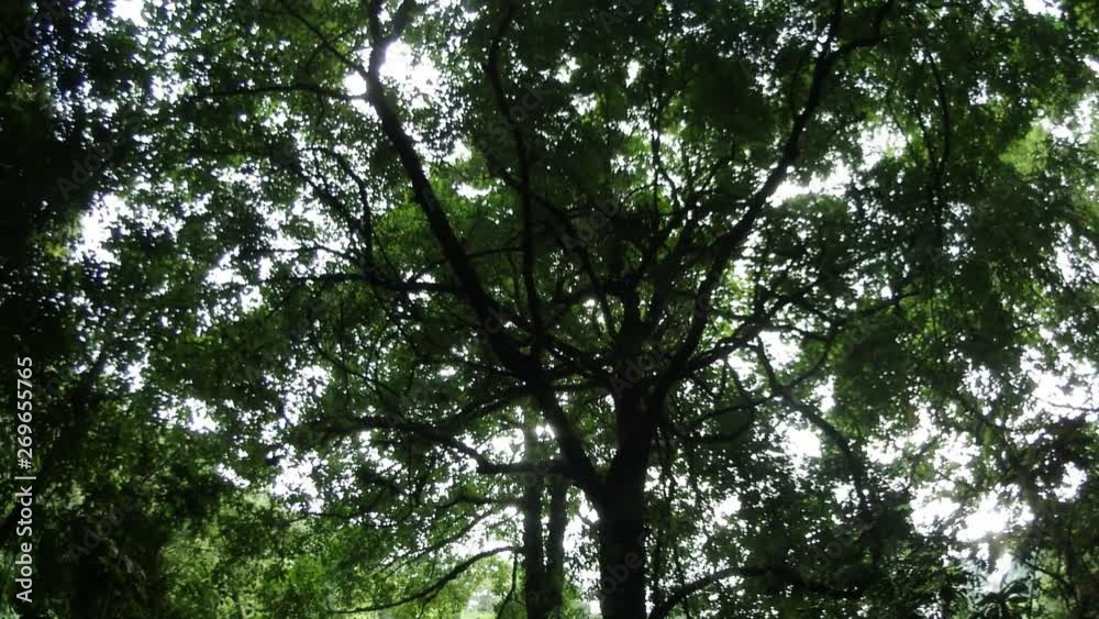 Green tree with branches and leaves,forest trees background in park.nature green in rainy season. Green tree with branches and leaves,forest trees background in park.nature green in rainy season.