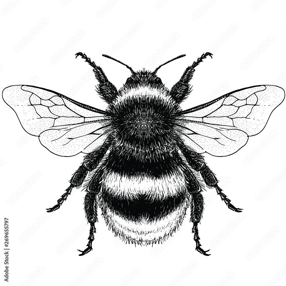Fotografia Illustration of a Buff-Tailed Bumblebee