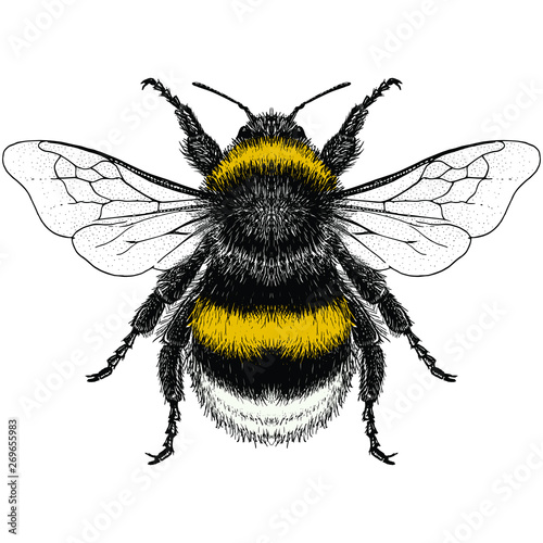 Male Buff-Tailed Bumblebee (Bombus terrestris)