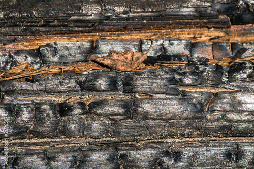 Black,charred wood surface.Natural background and texture of burnt coniferous tree