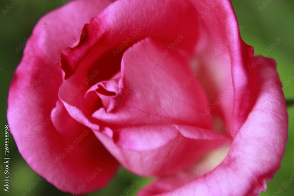 closeup of a pink rose