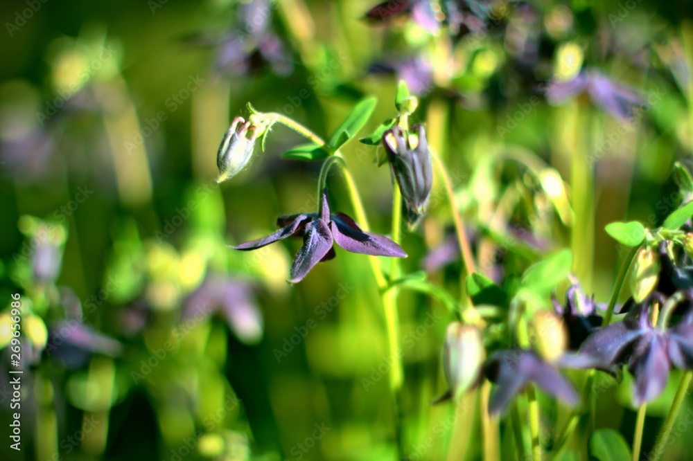 purple orchids on a blurry background of green leaves purple orchids on a blurry background of green leaves
