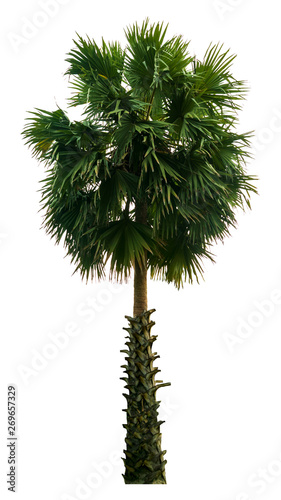 Washington Palm Tree isolated on white background with a high resolution suitable for graphic. with clipping path photo