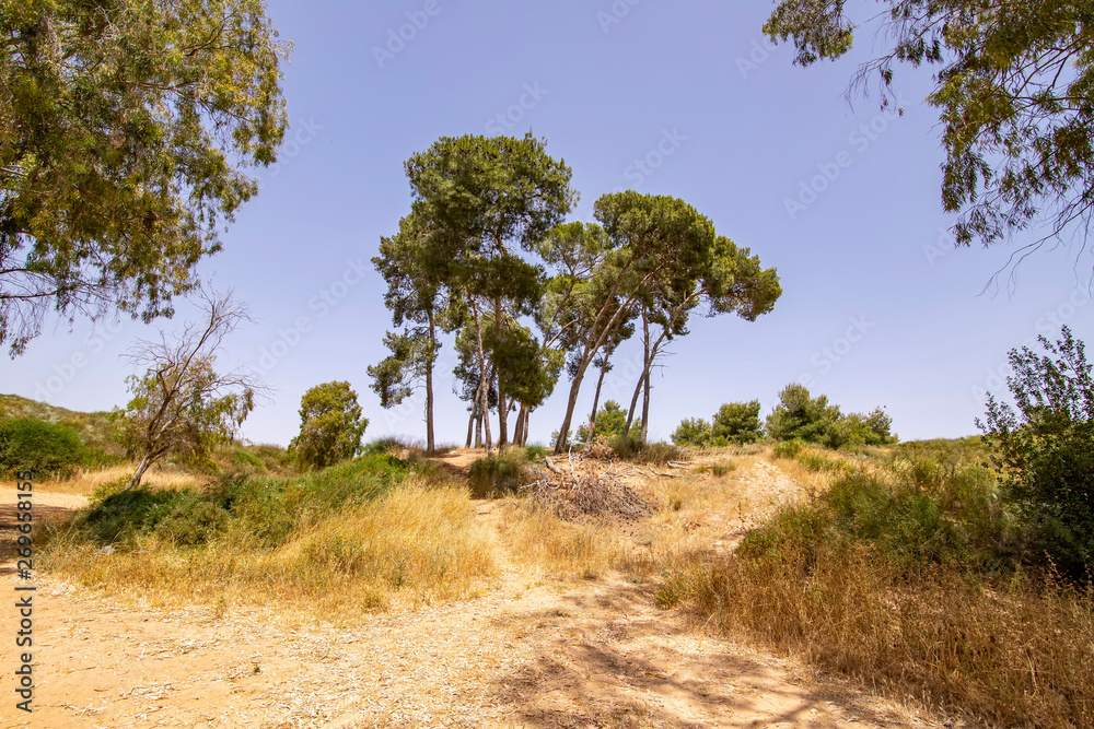 Pines and eucalyptus trees growing on sand dunes among dry grass