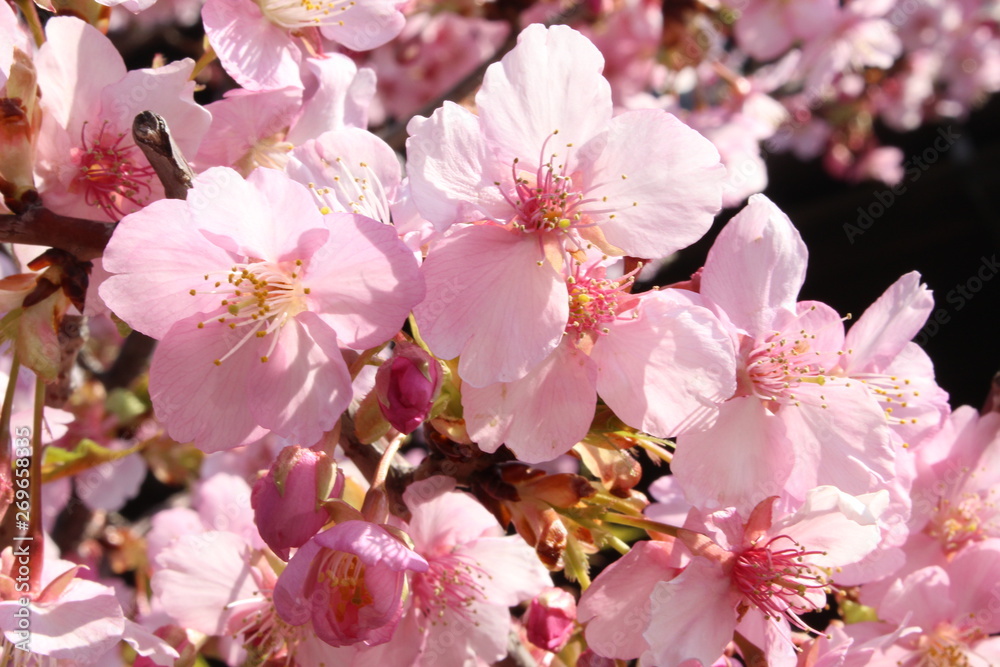 Obraz premium 川越の桜