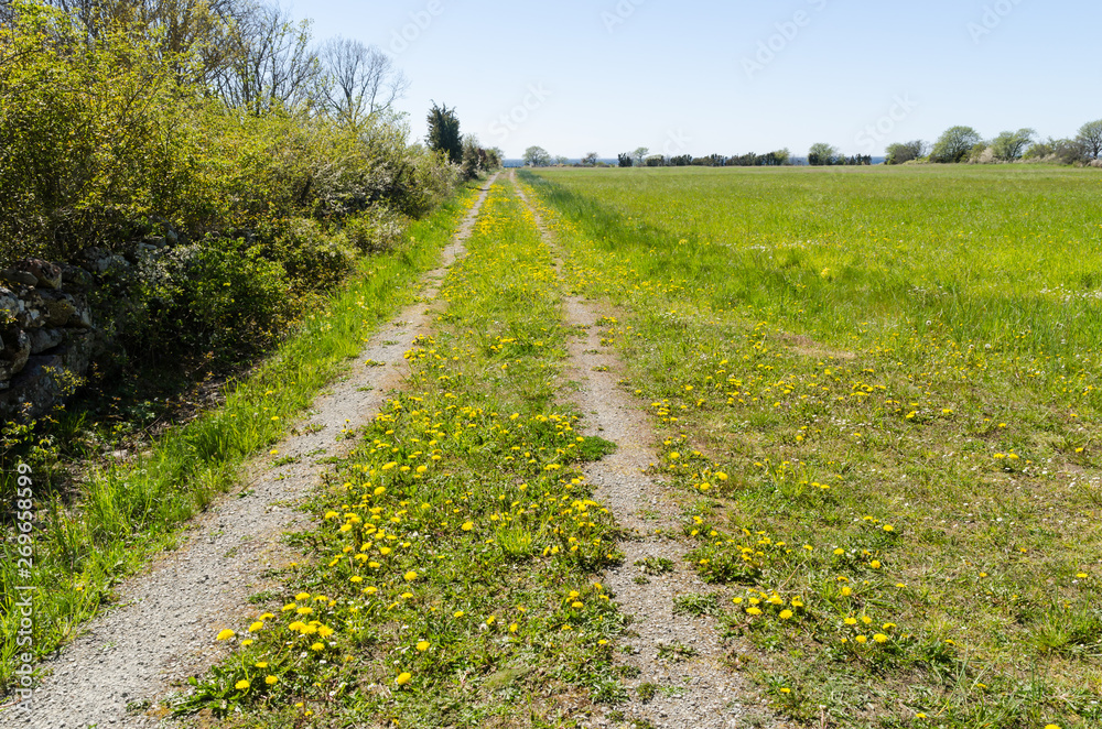 Yellow dandelions blossom by a country road