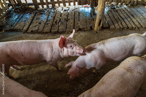 Group of pig eating food in traditional piglet farm