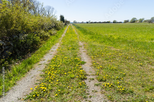 Yellow dandelions blossom by a country road