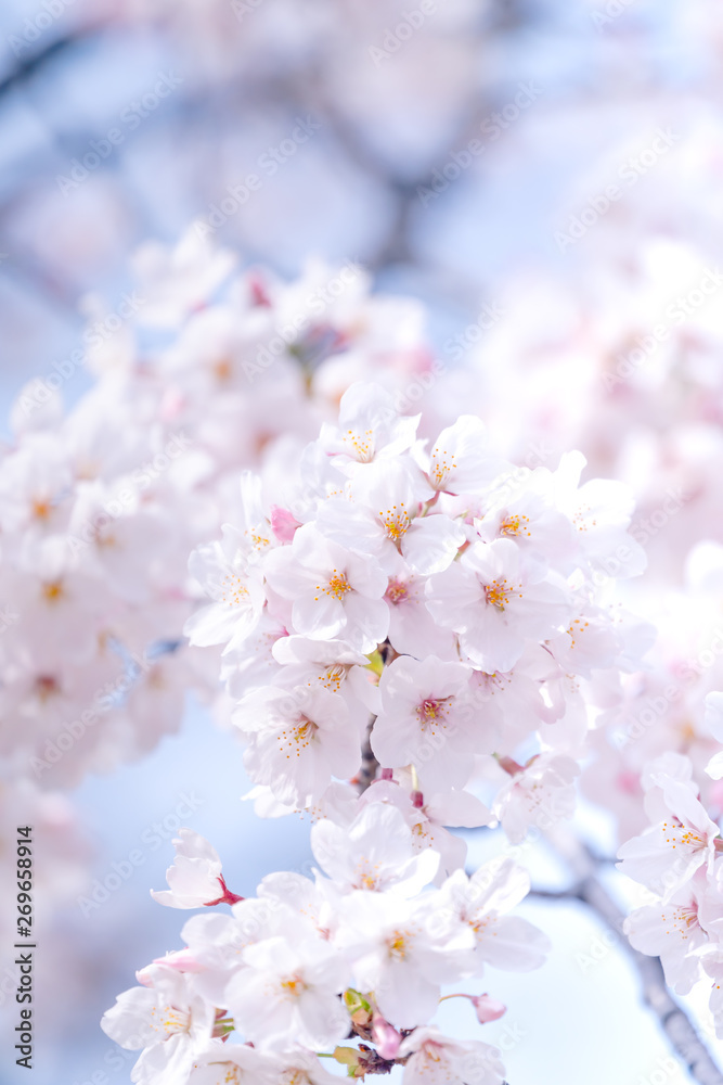 満開の桜