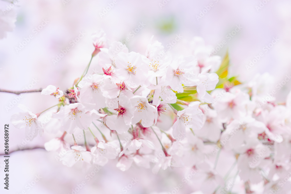 満開の桜