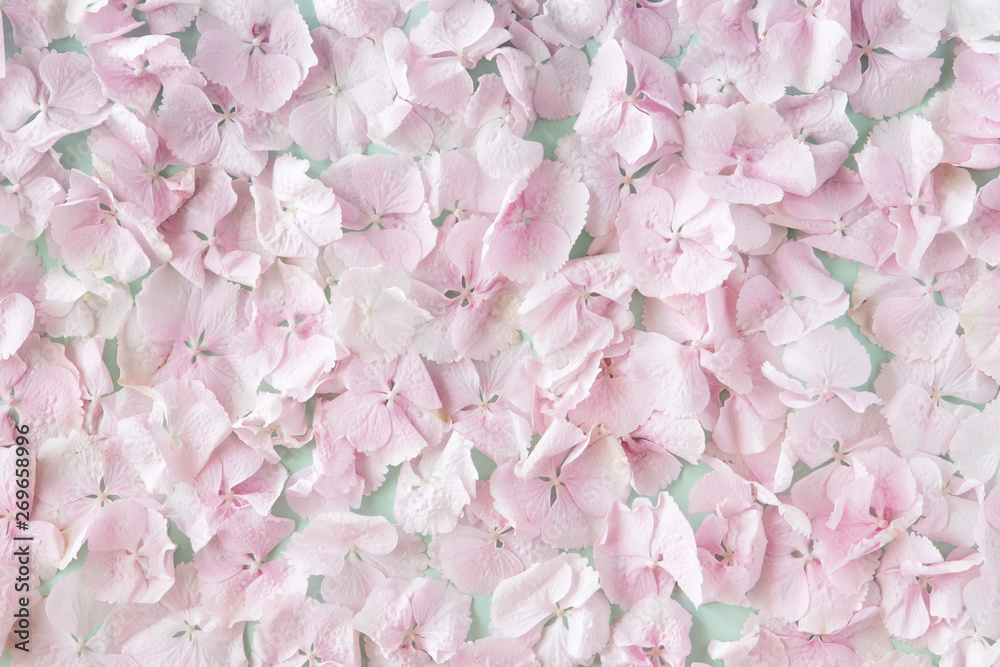 Summer blossoming delicate pastel pink hydrangea flowers petals, festive background, pastel and soft floral card. Top view, flat lay Summer blossoming delicate pastel pink hydrangea flowers petals, festive background, pastel and soft floral card. Top view, flat lay