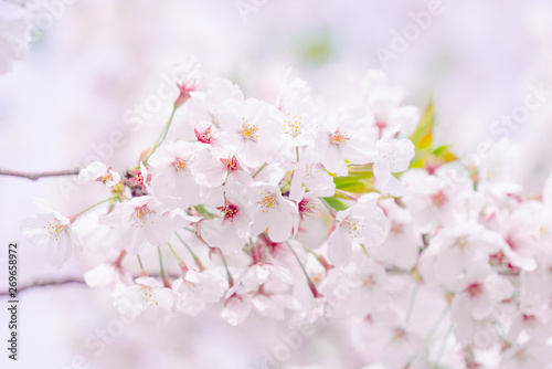 満開の桜 © Karan_Colon