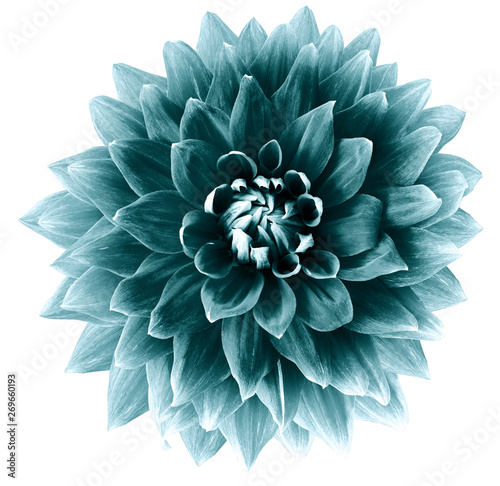 turquoise flower dahlia on a white background isolated with clipping path. Closeup. big  flower for design. Dahlia.