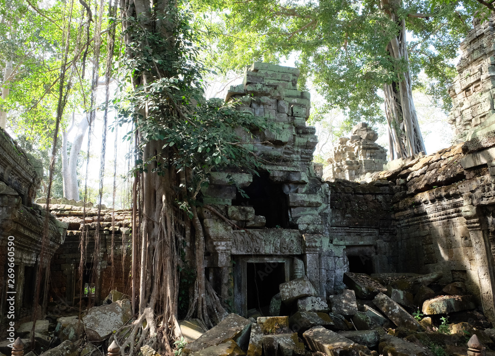 Ancient dilapidated buildings in the rainforest. Trees grow near abandoned buildings of the Khmer Empire.