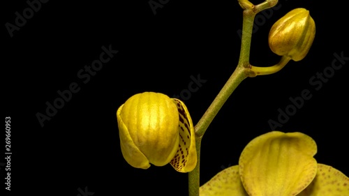 4K timelapse of yellow orchid blooming on black background
