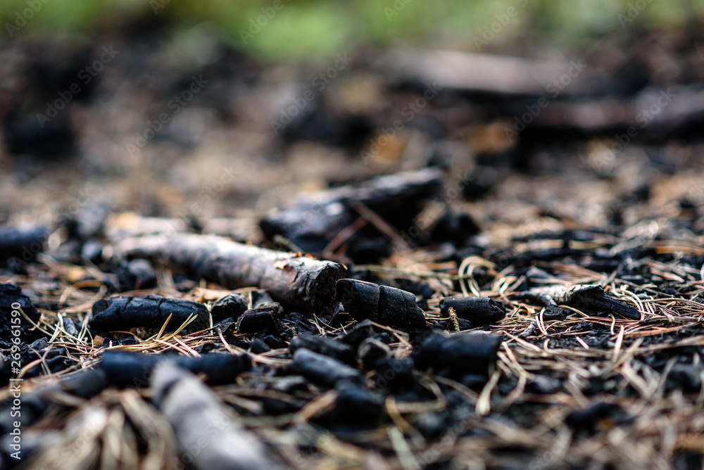 Coals from fire in forest.