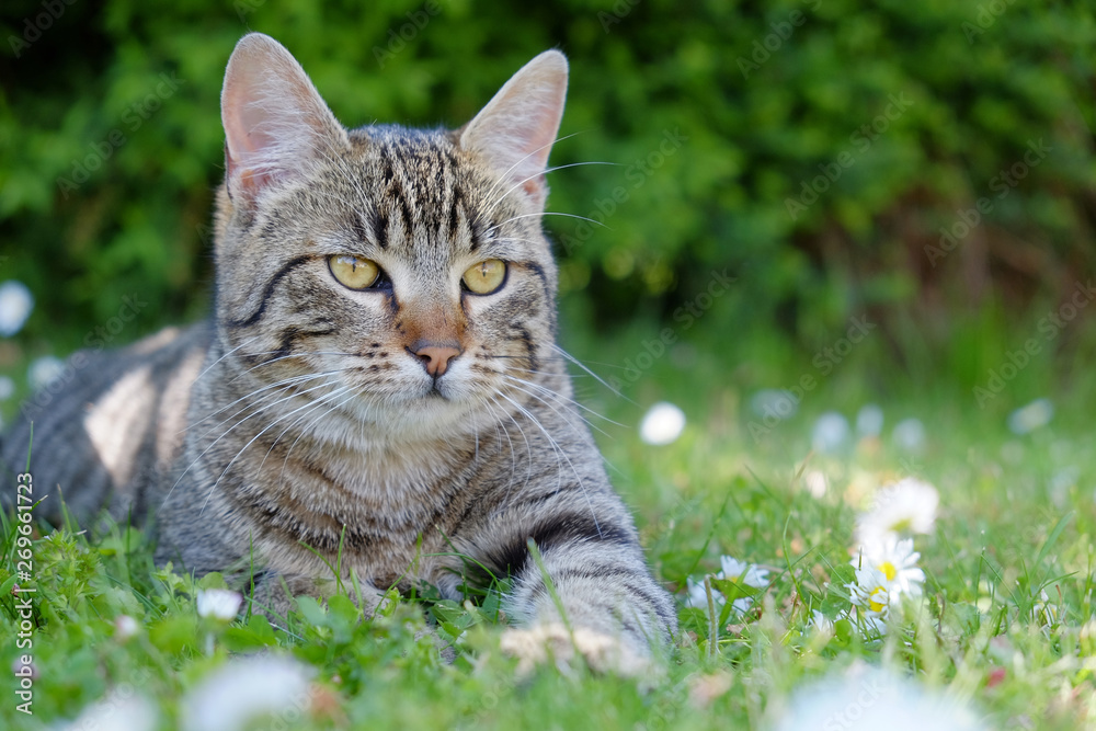 Cat lying on the grass