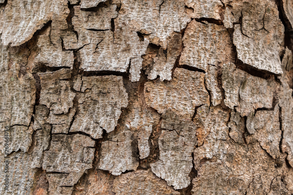 Old wood tree bark texture background Old wood tree bark texture background