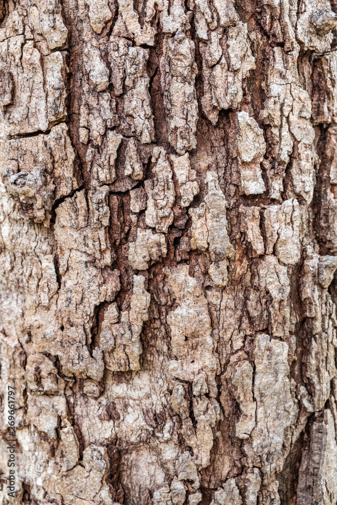 Old wood tree bark texture background Old wood tree bark texture background