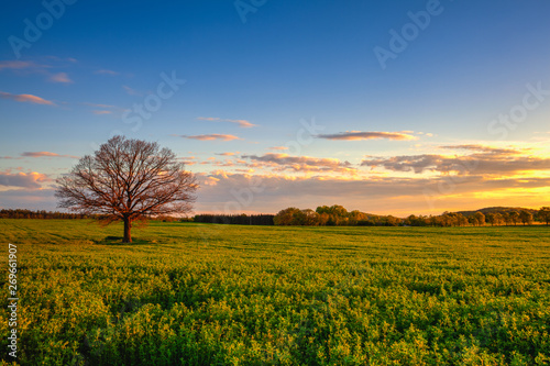 Memorable lonely tree at sunset  Czech Republic