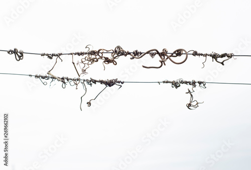 Getrocknete Weinranken, die aussehen wie Noten auf Notenzeilen