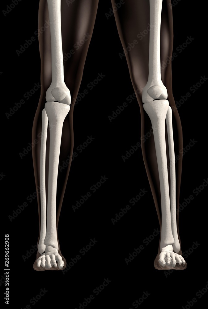 3d rendering of the leg bones in both legs, in standing position over black background 3d rendering of the leg bones in both legs, in standing position over black background
