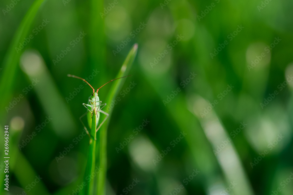 Makroaufnahme von einem Grashüpfer vor grünem Bokeh-Hintergrund Makroaufnahme von einem Grashüpfer vor grünem Bokeh-Hintergrund