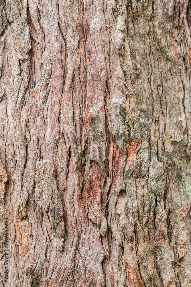 Obraz premium Old wood tree bark texture background