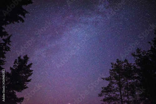 Starry sky and tree silhoettes in a summer night photo