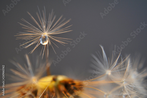 Macro dandelion seed with the water drop on gray background. An artistic picture of dandelion flower.