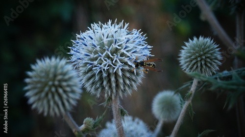 wild thistle flower