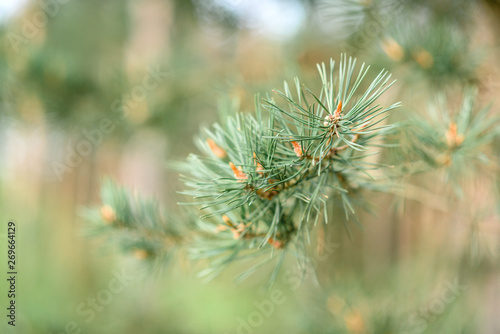 Young pine branches with cones in spring.