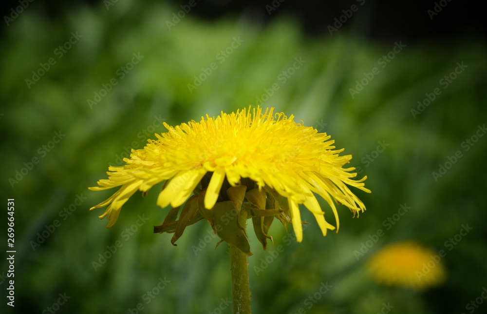 Yellow dandelion flower close-up on blurred background Yellow dandelion flower close-up on blurred background